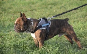 A brindle French Bulldog wearing a grey and black harness with a leash attached, standing in green grass, representing dog training at Off Leash K9 Training Boca Raton, FL.