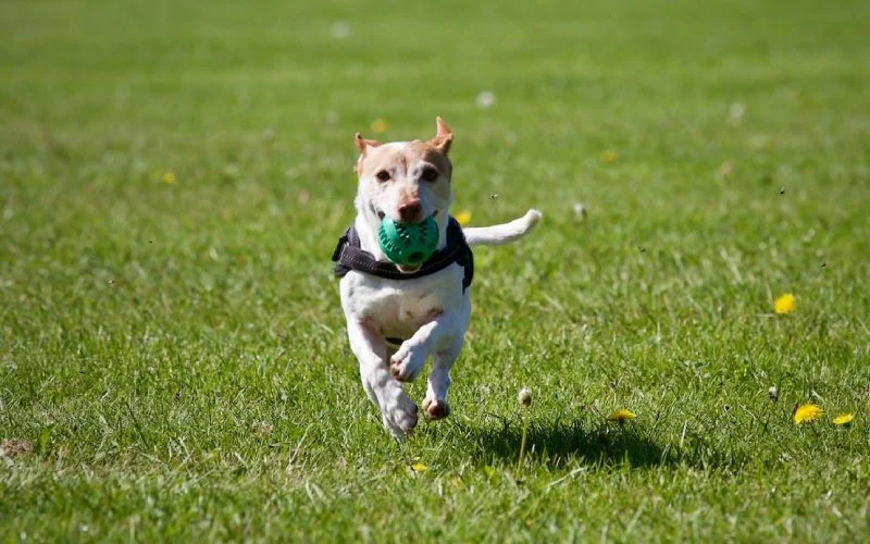 A Jack Russell Terrier wearing a harness runs off-leash in a green grassy field, carrying a green ball in its mouth, representing off-leash training success at Off Leash K9 Training Boca Raton, FL.