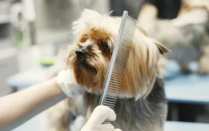 A close-up of a Yorkshire Terrier being groomed by a person using a comb, focusing on the dog's head and the comb working through its fur.