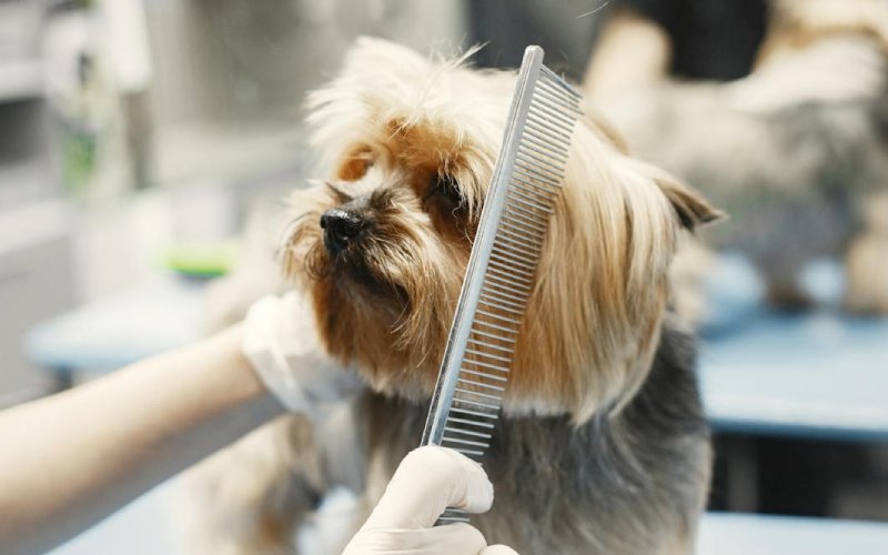 close up photo of a dog being groomed