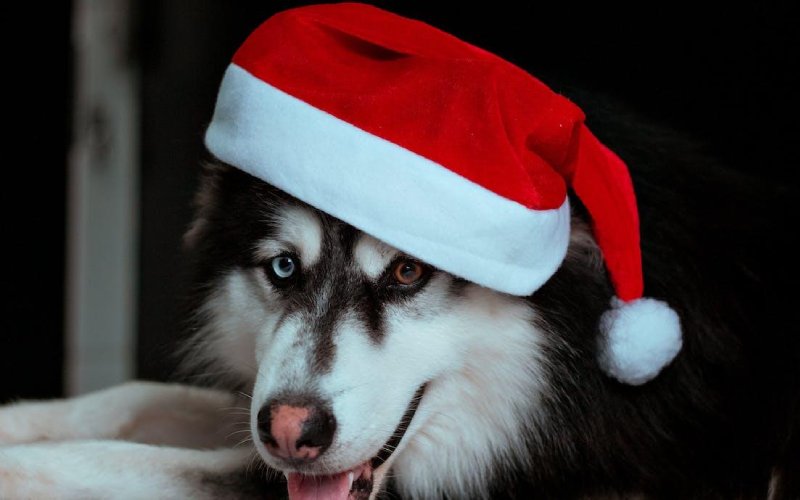 headshot of dog in santa hat
