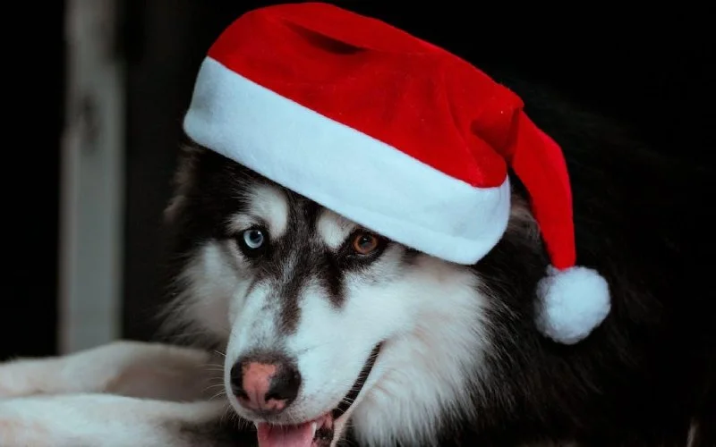 A happy Siberian Husky wearing a red Santa hat, showcasing excellent leash-free training and holiday spirit, perfect for Off Leash K9 Training Boca Raton, FL.