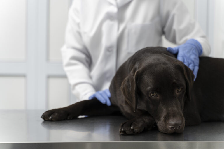 Signs That Your Dog Needs to Go to The Vet & The Best Veterinary Clinics in Boca Raton
