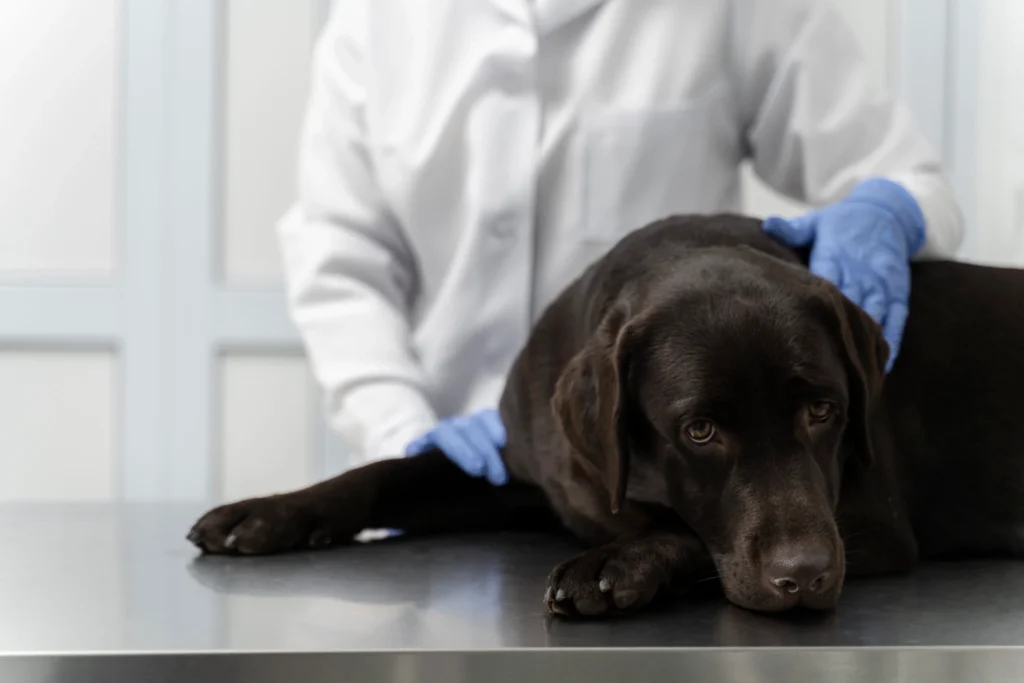 A veterinarian in blue gloves gently examines or comforts a large, sad-looking chocolate Labrador Retriever on a stainless steel examination table in a clinic setting.