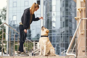 A woman in athletic wear training a Labrador Retriever on leash, encouraging it with a treat, with modern buildings in the background, representing dog training in an urban setting.