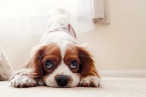 A Cavalier King Charles Spaniel in a play bow position on a carpeted floor, looking up with soulful eyes, representing a well-trained and engaged dog from Off Leash K9 Training Boca Raton, FL.
