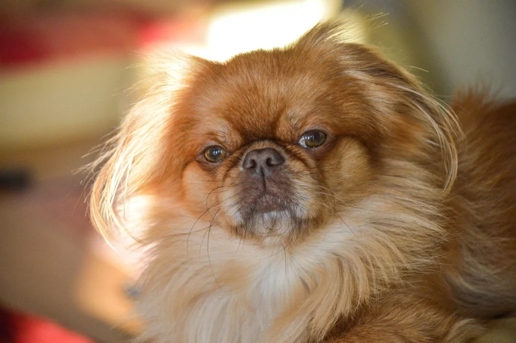 A fluffy, light brown Pekingese dog with a distinctive mane-like fur and expressive eyes looks directly at the camera.