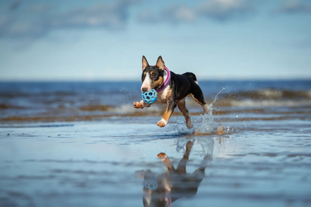 A playful Bull Terrier running through shallow water on a beach, carrying a blue ball in its mouth, ideal for Off Leash K9 Training Boca Raton, FL.