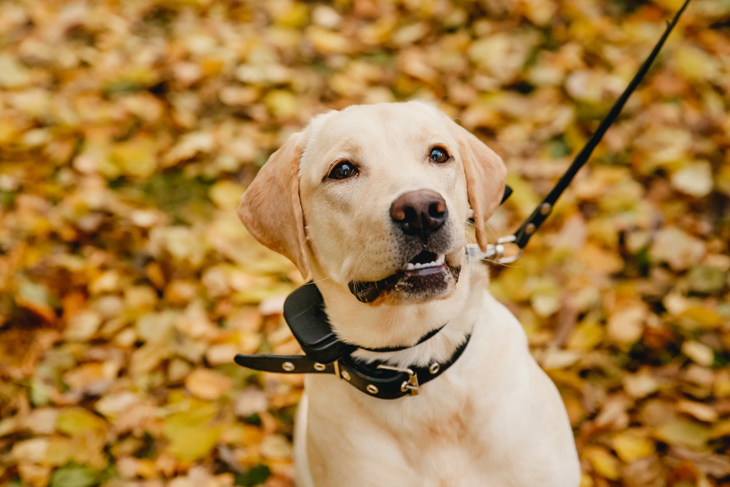 Trainer demonstrating modern, humane e-collar techniques in Boca Raton