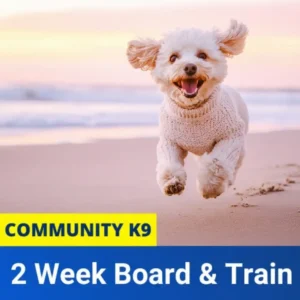 Dog Board and Train Boca Raton Florida