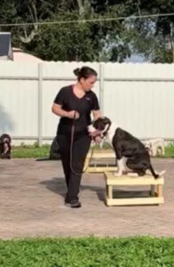 Laura — Off Leash K9 Training of Boca Raton